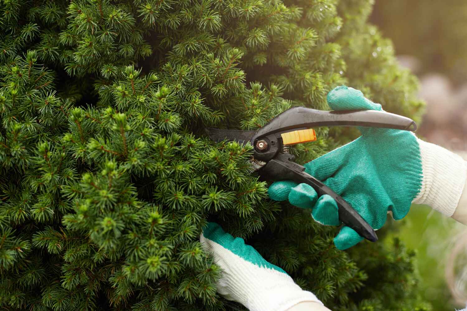 Best Tree Disease Treatment  in USA